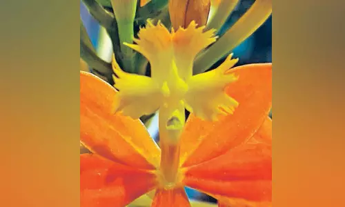 கொடைக்கானலில் பூத்து குலுங்கும் சிலுவை பூக்கள்