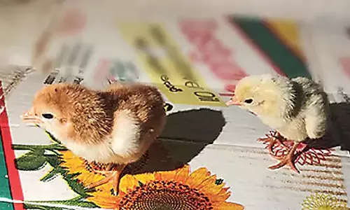 தெலுங்கானாவில் அதிசய சம்பவம் ஒரே முட்டையில் 2 கோழி குஞ்சுகள்