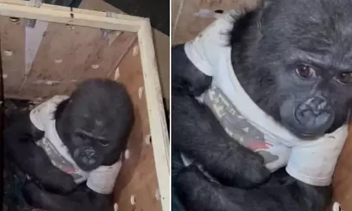 வீடியோ: விமான நிலையத்தில் டீ-சர்ட் அணிந்து கடத்தி வரப்பட்ட கொரில்லா குட்டி மீட்பு