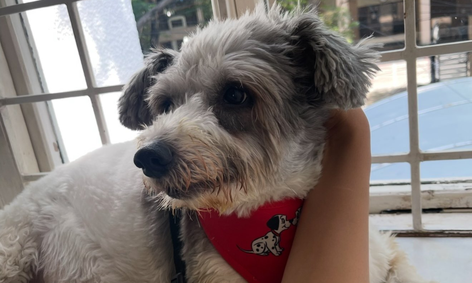 என் மகன் இறந்துட்டான்.. துயர செய்தி பகிர்ந்த திரிஷா என் மகன் இறந்துட்டான்.. துயர செய்தி பகிர்ந்த திரிஷா