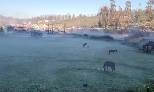 நீலகிரியில் கொட்டும் உறைபனி: வெள்ளை கம்பளம் விரித்தாற் போல் காணப்படும் புல் மைதானங்கள்
