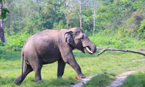 வனப்பகுதி அருகே வாகனங்களை துரத்தும் ஒற்றை யானையால் பரபரப்பு- வனத்துறையினர் எச்சரிக்கை