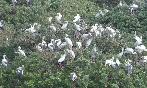 வேடந்தாங்கலில் குவியும் வெளிநாட்டு பறவைகள்