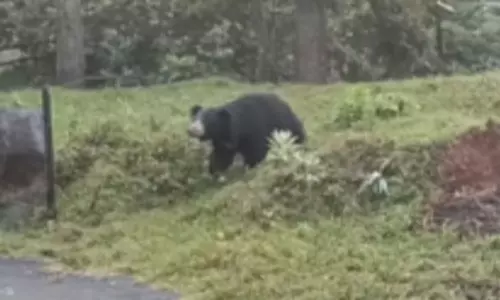 குன்னூரில் தொடர் அட்டகாசம்: கரடியை பிடிக்க 3 இடங்களில் கூண்டு வைப்பு