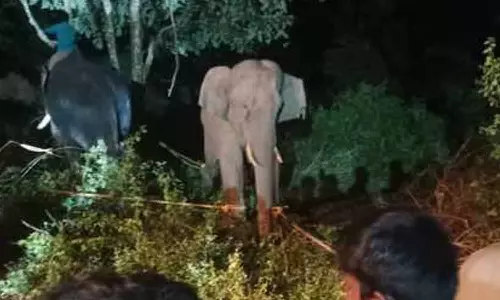 மயக்க ஊசி செலுத்தி பிடிக்கப்பட்ட புல்லட் ராஜா யானை- மக்கள் நிம்மதி