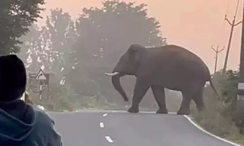 தேன்கனிக்கோட்டை வனப்பகுதியில் முகாமிட்டிருந்த 35 யானைகள் கர்நாடகாவுக்கு விரட்டியடிப்பு