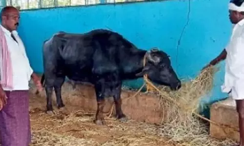 ஒரு எருமை மாட்டுக்கு சொந்தம் கொண்டாடும் இரு மாநில கிராம மக்கள்