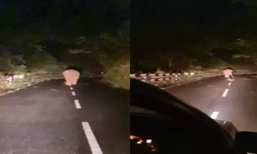 மேட்டுப்பாளையம்-கோத்தகிரி சாலையில் இளைஞர்கள் `பைக் ரேஸ்- வனத்துறை எச்சரிக்கை