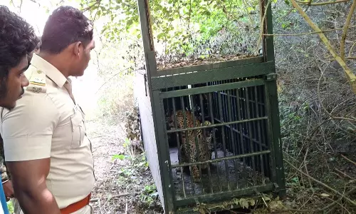 கால்நடைகளை கடித்து அட்டகாசம் செய்து வந்த சிறுத்தையை கூண்டு வைத்து பிடித்த வனத்துறையினர்