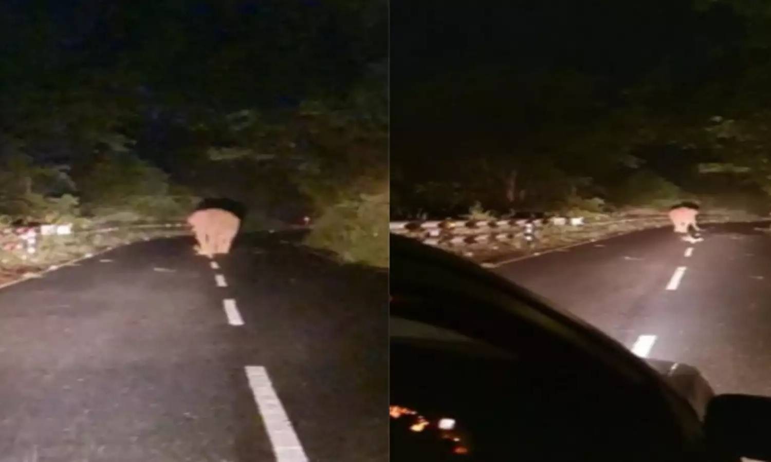 மேட்டுப்பாளையம்-கோத்தகிரி சாலையில் இளைஞர்கள் `பைக் ரேஸ்'- வனத்துறை எச்சரிக்கை