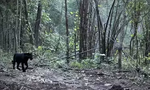 ஒடிசாவில் காணப்படும் அரியவகை கருஞ்சிறுத்தைகள்- வீடியோ வைரல்