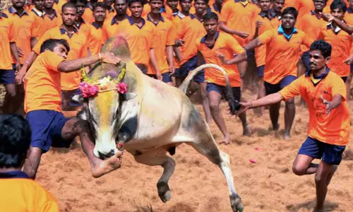 ஜல்லிக்கட்டில் பங்கேற்க ஆன்லைன் முன்பதிவு இன்று தொடக்கம்