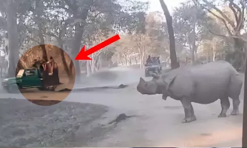 VIDEO: கைக்குழந்தையுடன் ஜீப்பில்  இருந்து விழுந்த தாய்.. ஆக்ரோஷத்துடன் சுற்றி வளைத்த காண்டாமிருகங்கள்