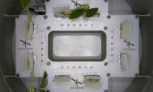 விண்வெளியில் காராமணி பயறு விதைகளில் இருந்து முதல் இலைகள் வெளிவந்தன- இஸ்ரோ அறிவிப்பு