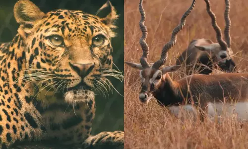 ஜங்கிள் சஃபாரிக்குள் புகுந்து மானை வேட்டையாடிய சிறுத்தை..  அதிர்ச்சியிலேயே மரணித்த மற்ற 7 மான்கள்