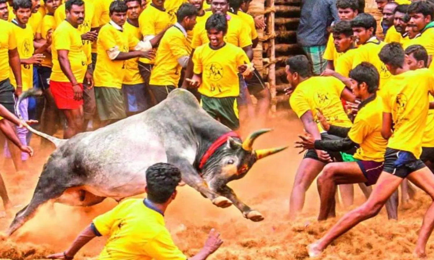 மதுரை ஜல்லிக்கட்டு: மாடுபிடி வீரர்கள், காளைகளுக்கான முன்பதிவு தொடங்கியது