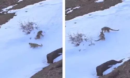 உனக்கென்னப்பா ஜாலியா இருக்க.. வைரலாகும் பனிச்சிறுத்தைகளின் கியூட் வீடியோ