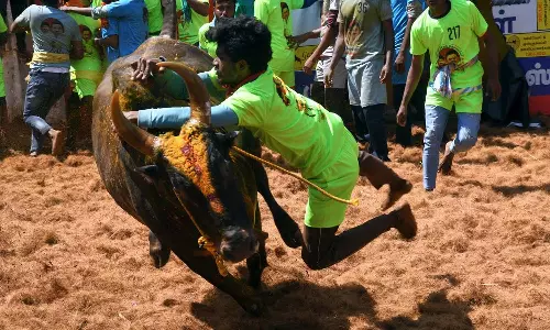 அலங்காநல்லூர், அவனியாபுரம், பாலமேடு ஜல்லிக்கட்டு: முன்பதிவு செய்த காளை, வீரர்கள் விவரம் வெளியீடு