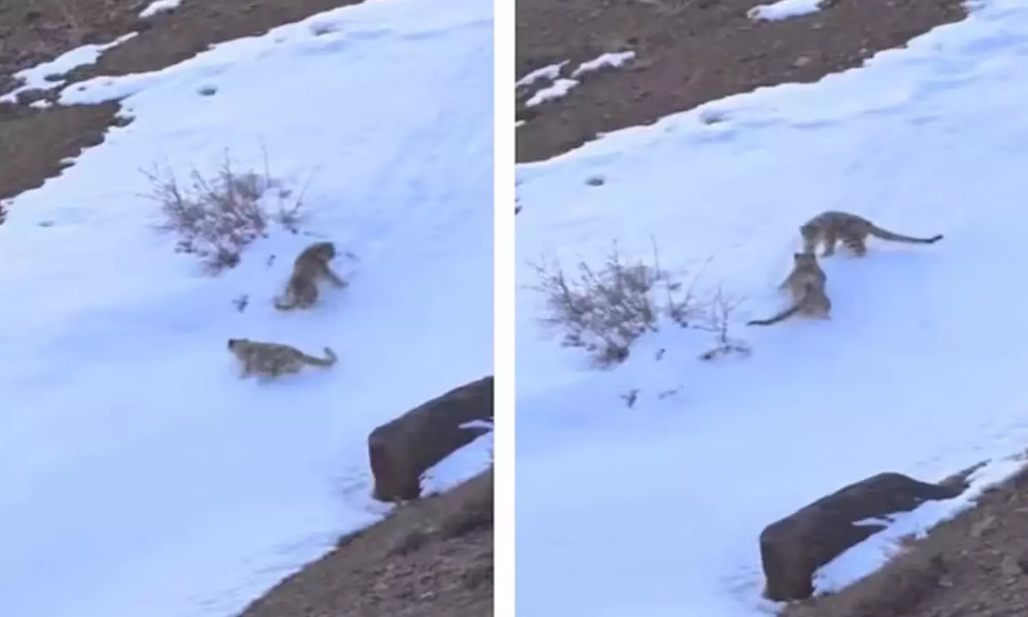 உனக்கென்னப்பா ஜாலியா இருக்க.. வைரலாகும் பனிச்சிறுத்தைகளின் கியூட் வீடியோ