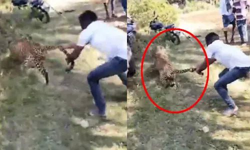 சிறுத்தையின் வாலை பிடித்து கிராம மக்களை காப்பற்றிய நபர்.. வைரல் வீடியோ