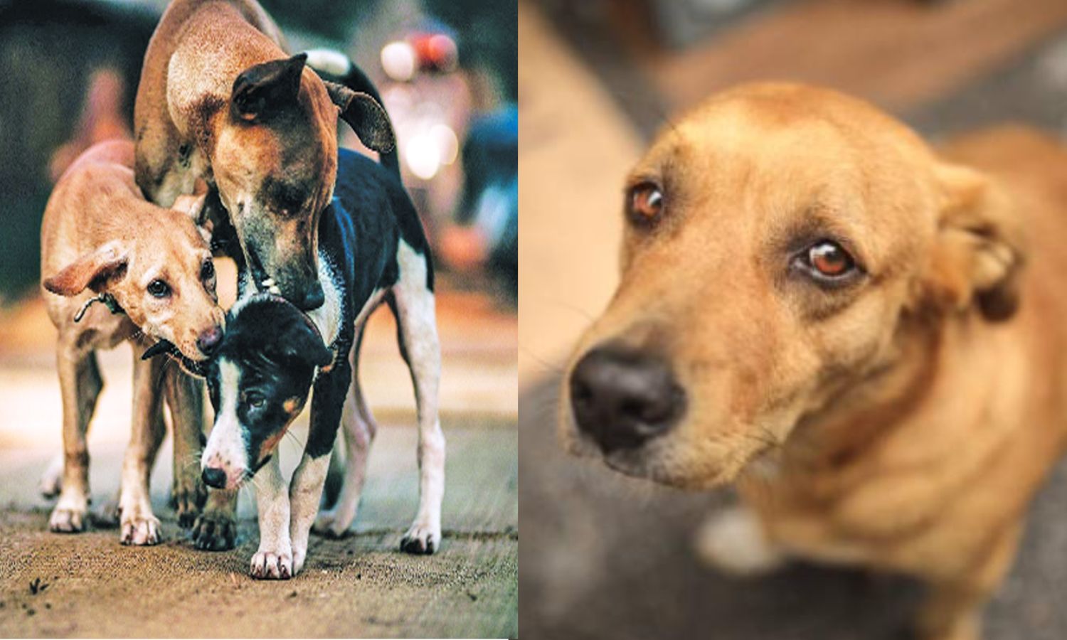 பாலத்தின் மீதிருந்து 31 நாய்களை தூக்கி வீசிய கொடூரர்கள்.. 20 நாய்கள் இறந்த பரிதாபம்