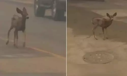 காட்டுத்தீயில் சிக்கி தப்பி ஓடிய குட்டி மான்- வீடியோ வைரல்