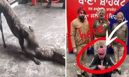பூனையின் கால்களை கட்டி கொடூரமாக நாயை விட்டு கடிக்க வைத்து ரீல்ஸ் எடுத்த நபர் கைது
