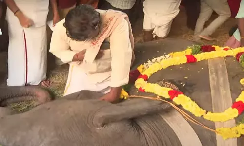 நெல்லையப்பர் கோவில் யானை காந்திமதி உயிரிழப்பு