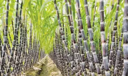 கோவை விமான நிலையத்தில் இருந்து 2 நாட்களில் 2 டன் கரும்புகள் ஷார்ஜாவுக்கு ஏற்றுமதி