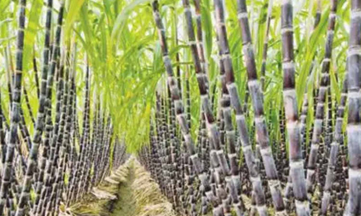 கோவை விமான நிலையத்தில் இருந்து 2 நாட்களில் 2 டன் கரும்புகள் ஷார்ஜாவுக்கு ஏற்றுமதி