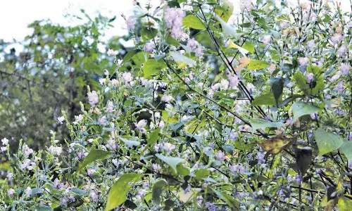 கொடைக்கானலில் பூத்துக் குலுங்கும் குறிஞ்சி மலர்கள்- சுற்றுலா பயணிகள் உற்சாகம்