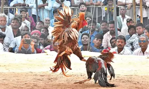 ஆந்திரா கோழி சண்டையில் ரூ.1.20 கோடி வென்ற சேவல்