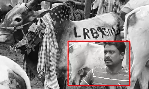சிவகங்கை: மஞ்சுவிரட்டு போட்டியில் காளை மற்றும் அதன் உரிமையாளர் உயிரிழப்பு