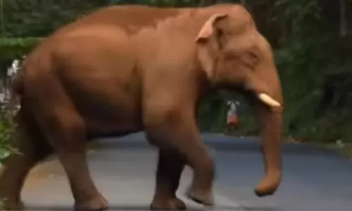 பர்கூர் தாமரைக்கரை மலைப்பகுதியில் சாலையில் உலா வரும் காட்டுயானை