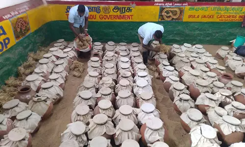 6,442 பாம்புகளை ஆறு மாதத்தில் பிடித்த இருளர்கள்- விஷம் எடுக்கும் பணி தீவிரம்