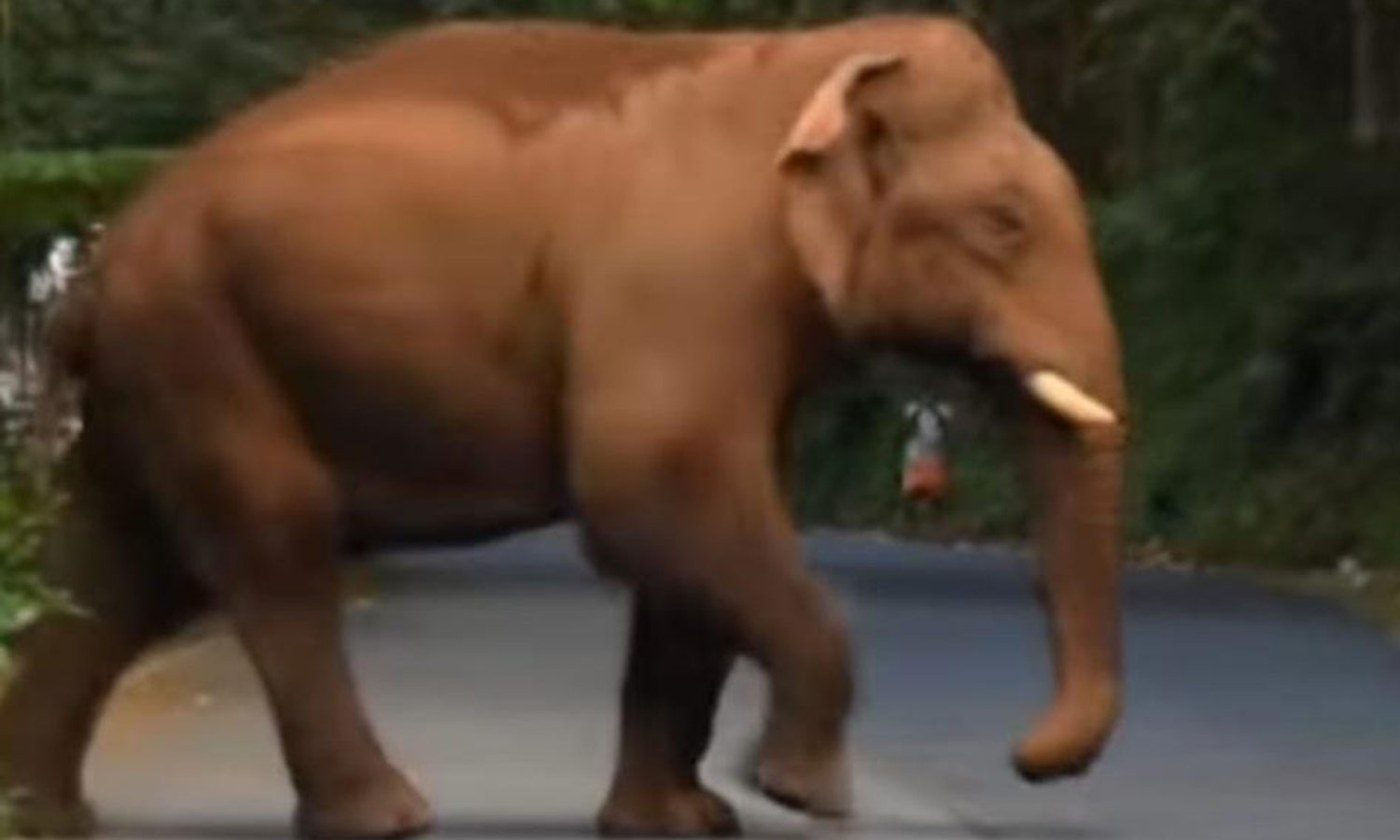 பர்கூர் தாமரைக்கரை மலைப்பகுதியில் சாலையில் உலா வரும் காட்டுயானை