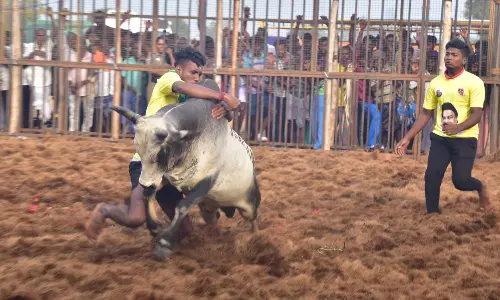 எருமப்பட்டி ஜல்லிக்கட்டில் சீறிப்பாய்ந்த காளைகள்