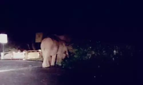 மலைப்பாதையில் சுற்றிய காட்டு யானைகள் கூட்டம்: வாகன ஓட்டிகள் அச்சம்