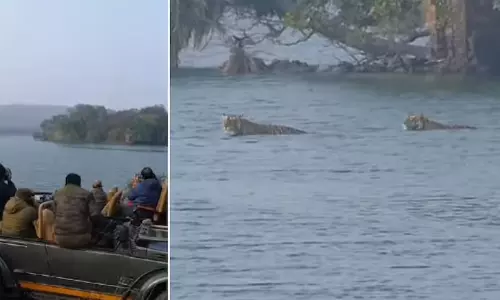 ஏரியை நீந்தி கடந்த புலி கூட்டம்- வீடியோ வைரல்