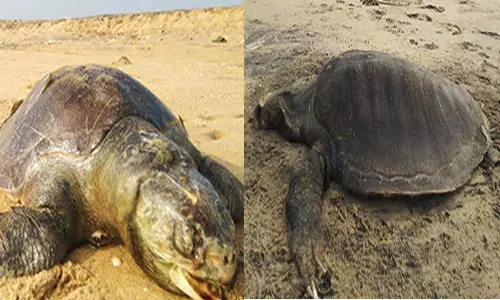 கடற்கரை பகுதியில் தொடர்ந்து கரை ஒதுங்கும் ஆமைகள்