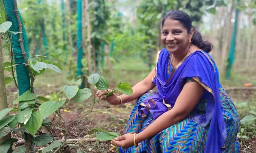 எலுமிச்சை நறுமணம் வீசும் மிளகு- புதுச்சேரி பெண் விஞ்ஞானி கண்டுபிடிப்பு