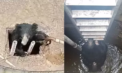 Video: கிணற்றுக்குள் தவறி விழுந்த கரடிகளை ஏணியை வைத்து மீட்ட வனத்துறையினர்