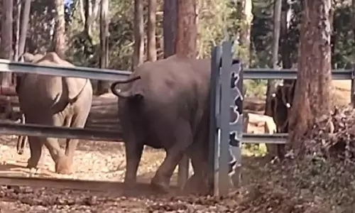 இரும்பு கேட்டில் சிக்கிய யானையின் தலை: காப்பாற்றிய மற்றொரு யானை- வீடியோ வைரல்