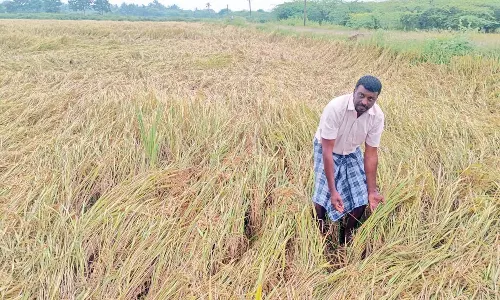 கனமழை : அறுவடைக்கு தயாரான நெற்பயிர்கள் சாய்ந்து பாதிப்பு- விவசாயிகள் கவலை