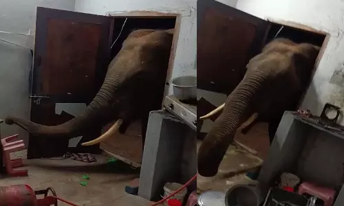 வீட்டுக்குள் புகுந்து பொருட்களை சூறையாடிய காட்டு யானை