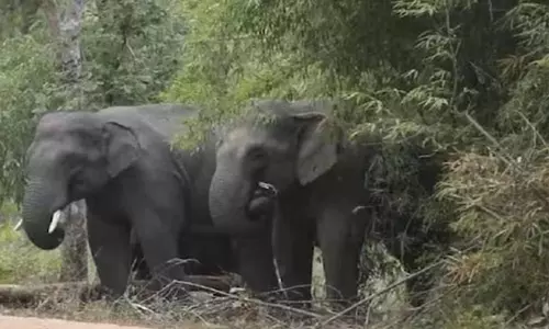 திருப்பதி அருகே தெலுங்கு தேசம் பிரமுகரை மிதித்து கொன்ற காட்டு யானை