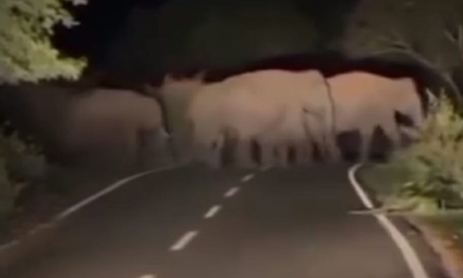 சாலையை கடந்து சென்ற யானைக் கூட்டங்களால் பரபரப்பு