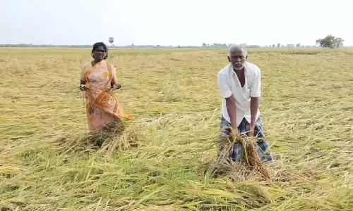 பருவம் தவறி பெய்த கனமழை எதிரொலி- நெற்பயிர்களை ஆய்வு செய்ய மத்திய குழு தமிழகம் வருகிறது