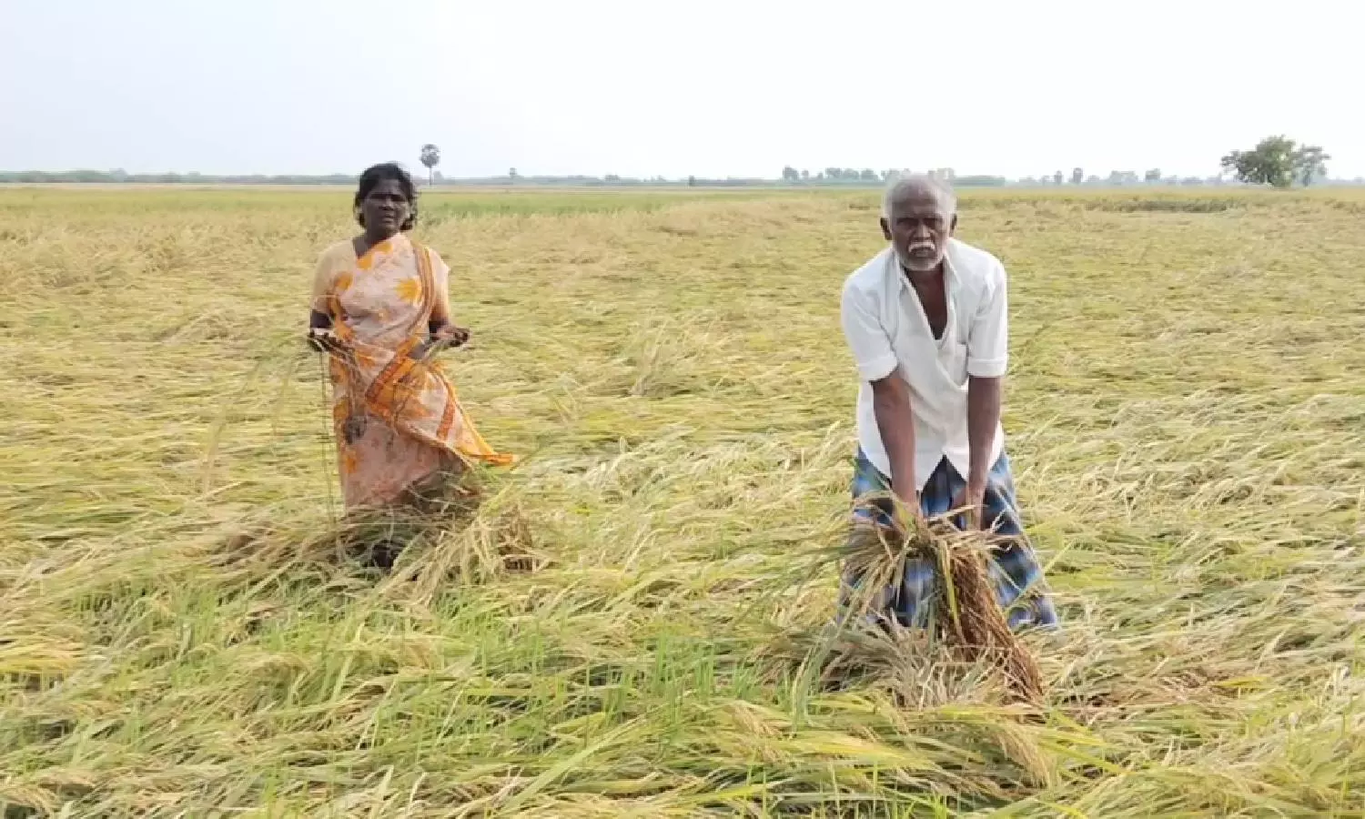 பருவம் தவறி மழை: 2 ஆயிரம் ஏக்கர் நெற்பயிர்கள் நீரில் சாய்ந்து சேதம்- விவசாயிகள் கண்ணீர் பருவம் தவறி மழை: 2 ஆயிரம் ஏக்கர் நெற்பயிர்கள் நீரில் சாய்ந்து சேதம்- விவசாயிகள் கண்ணீர்