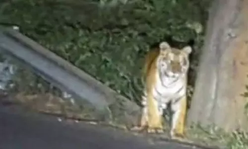 மஞ்சூர்-ஊட்டி குடியிருப்பு பகுதியில் புலி நடமாட்டம்: பொதுமக்கள் அச்சம்